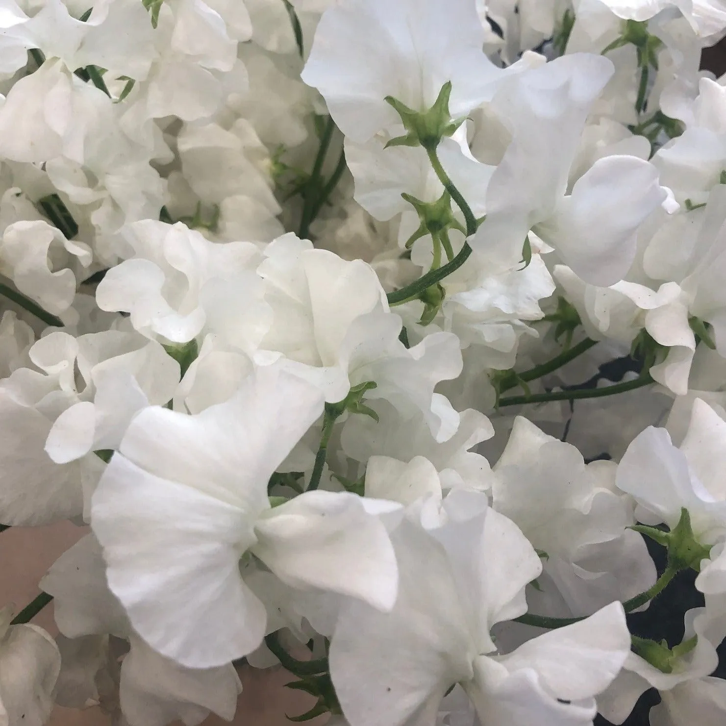 White Sweet Pea